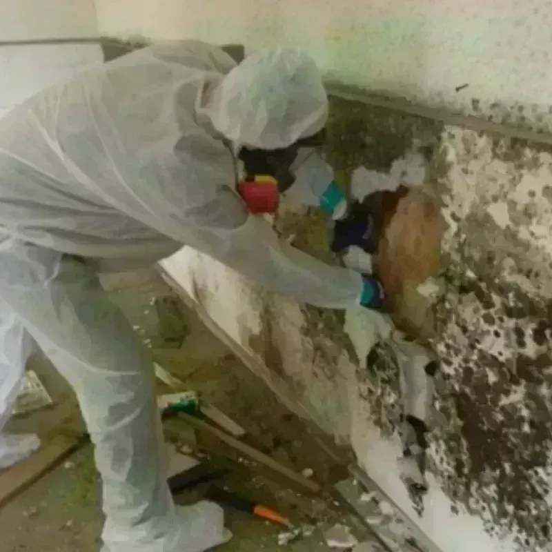 Mold Remediation and Removal in Marshall County, KY